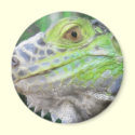The Face of Bruno Painterly magnets by WildAnimalArt The Face of Bruno Painterly magnets