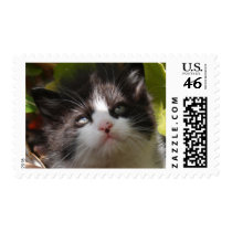 The Face of No Kill Stamp