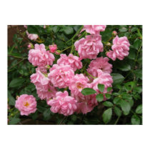 The Fairy Rose posters