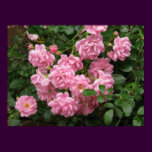 The Fairy Rose posters