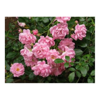 The Fairy Rose print