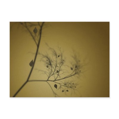 The Fall Tree Post Cards by vladstudio