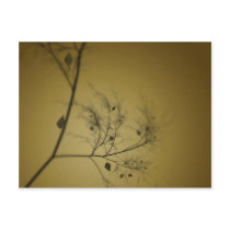 The Fall Tree postcards