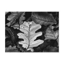 The Fallen Postcard