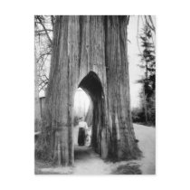 The Famous Bicycle Tree of Snohomish Post Cards