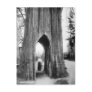 The Famous Bicycle Tree of Snohomish Post Cards