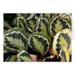 The Feather Plants Card