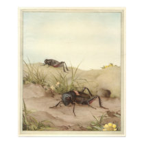 THE FIELD CRICKET - Insect Book Illustration posters by ZephyrusBooks THE FIELD CRICKET - Insect Book Illustration posters