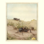 THE FIELD CRICKET - Insect Book Illustration posters