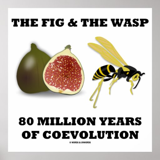 The Fig & The Wasp 80 Million Years Of Coevolution Poster Zazzle