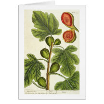 The Fig Tree, plate 125 from 'A Curious Herbal', p Card