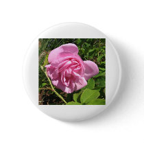 THE FIRST SENIOR PROM ROSE ON MY ROSEBUSH buttons