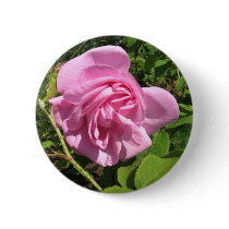 THE FIRST SENIOR PROM ROSE ON MY ROSEBUSH buttons