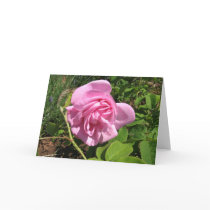 THE FIRST SENIOR PROM ROSE ON MY ROSEBUSH cards