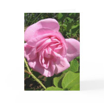 THE FIRST SENIOR PROM ROSE ON MY ROSEBUSH cards