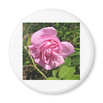 THE FIRST SENIOR PROM ROSE ON MY ROSEBUSH magnets