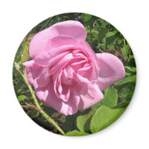 THE FIRST SENIOR PROM ROSE ON MY ROSEBUSH magnets