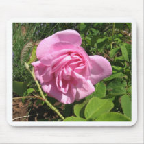 THE FIRST SENIOR PROM ROSE ON MY ROSEBUSH mousepads