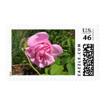THE FIRST SENIOR PROM ROSE ON MY ROSEBUSH postage