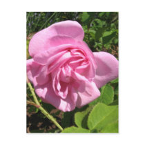 THE FIRST SENIOR PROM ROSE ON MY ROSEBUSH postcards
