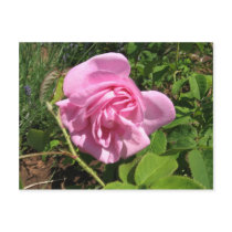 THE FIRST SENIOR PROM ROSE ON MY ROSEBUSH postcards