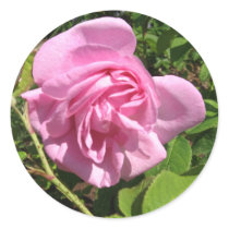 THE FIRST SENIOR PROM ROSE ON MY ROSEBUSH stickers