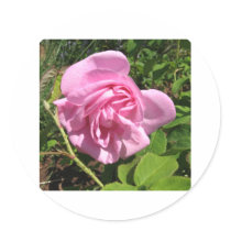 THE FIRST SENIOR PROM ROSE ON MY ROSEBUSH stickers