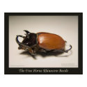 The Five Horns Rhinocero Beetle posters