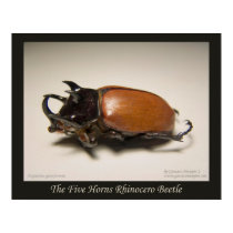 The Five Horns Rhinocero Beetle posters