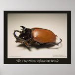 The Five Horns Rhinocero Beetle posters