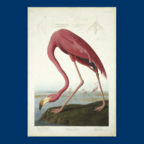The Flamingo Takes a peek posters