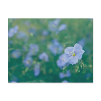The Flax Fairy Postcards by vladstudio