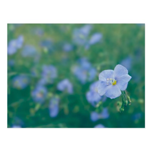 The Flax Fairy Postcards