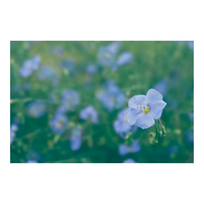 The Flax Fairy Posters by vladstudio