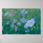 The Flax Fairy Posters