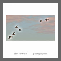 The Flight posters