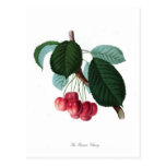 The Florence cherry Post Card