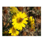 The Flower and the Bee Postcards