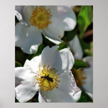The Flower Humper Print