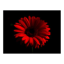 The Flower Poster
