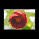 The Flowering Maple Canvas canvas prints