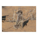 The Fluffernutter Collection - Sunning posters by fkmp_store The Fluffernutter Collection - Sunning posters