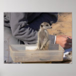 The Fluffernutter Collection - Weighing posters