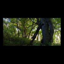 The Forest posters