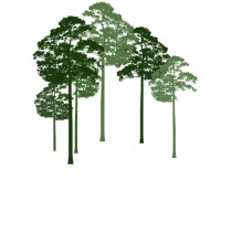 The Forest