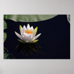 The Fragrant Water Lily Posters