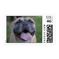 The French Bulldog postage