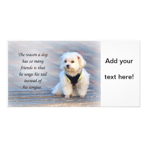 The Friendliness and Patience of a Faithful Dog Photo Greeting Card
