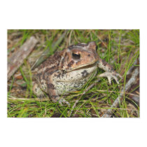 The Frog posters by Butano The Frog posters