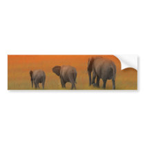 The Future is Bright Bumper Sticker